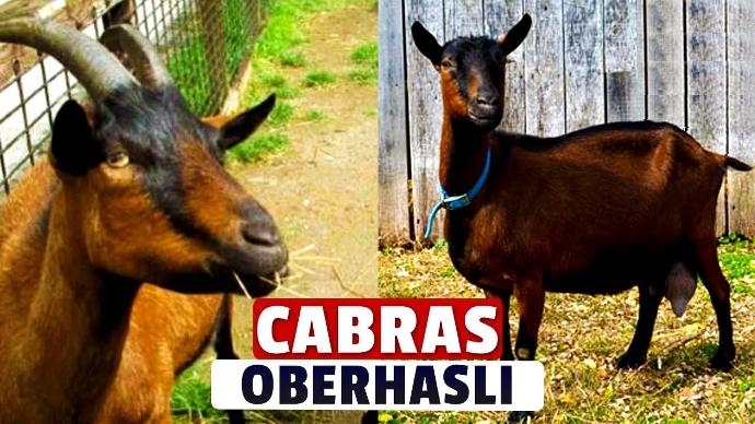 Oberhasli Reproductoras