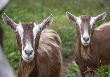 Toggenburg Reproductoras