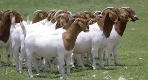 Boer Reproductoras